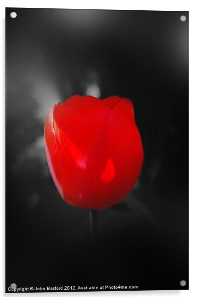 Red Tulip Acrylic by John Basford
