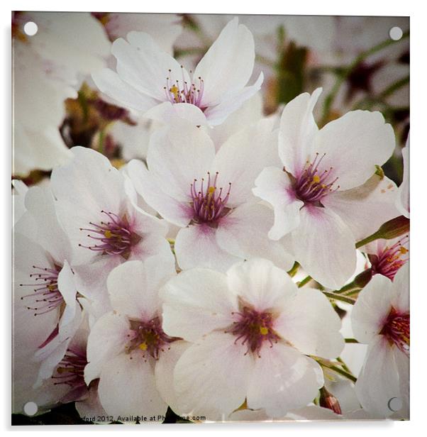 Spring Blossom Acrylic by John Basford
