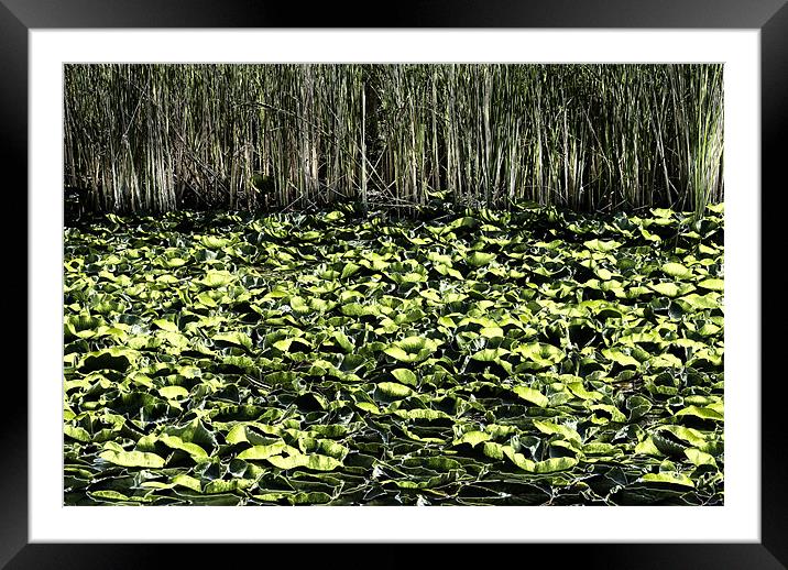 Lily Pond Framed Mounted Print by Mary Lane