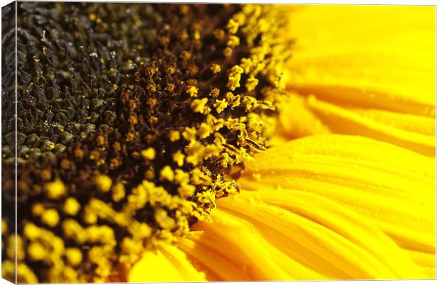 Sunflower Canvas Print by Mary Lane