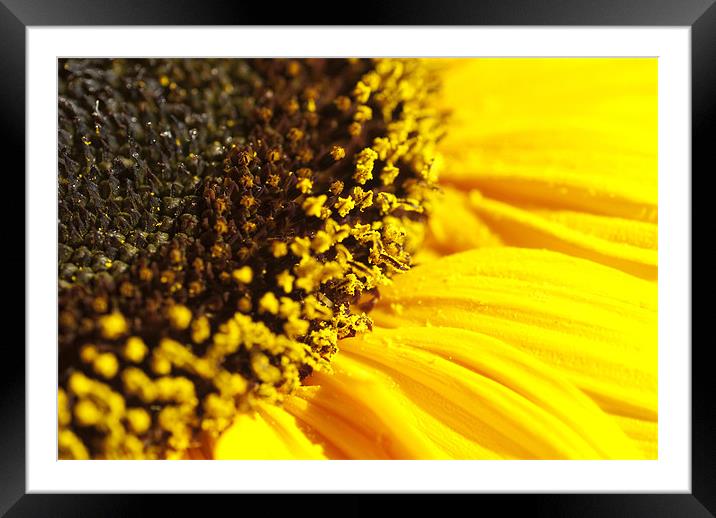 Sunflower Framed Mounted Print by Mary Lane