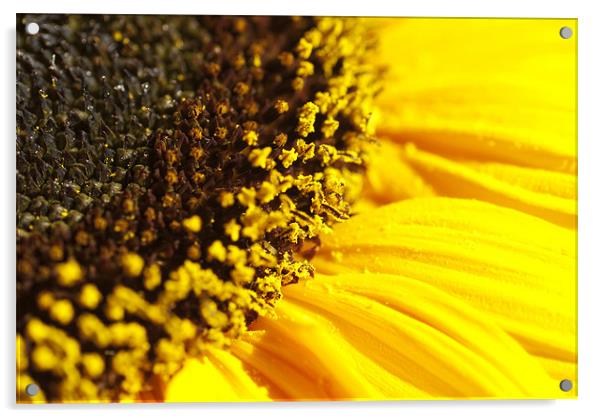 Sunflower Acrylic by Mary Lane