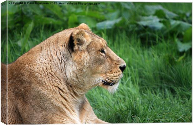 Lioness Canvas Print by P H