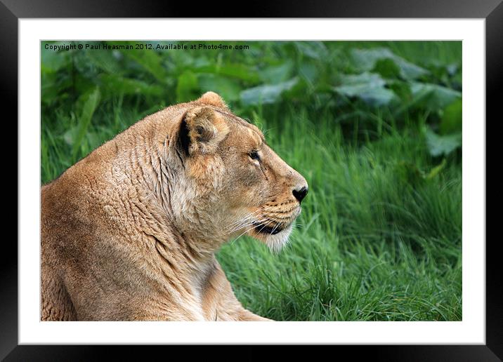 Lioness Framed Mounted Print by P H