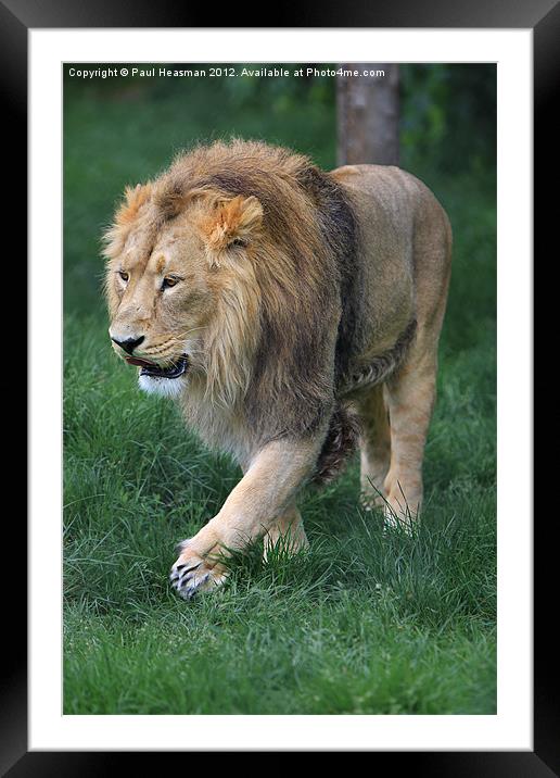 Lion Framed Mounted Print by P H