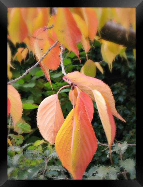 In the Pink. Framed Print by Heather Goodwin