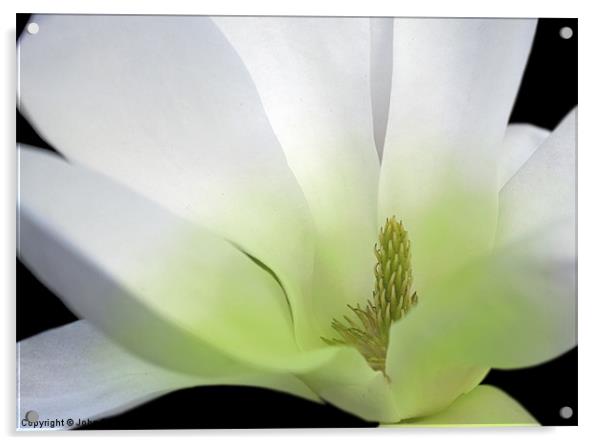 Magnolia Acrylic by John Biggadike