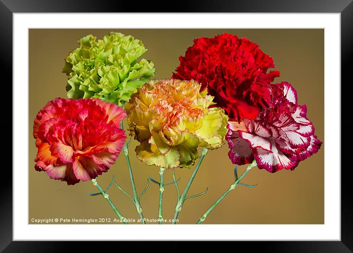 Carnation composition Framed Mounted Print by Pete Hemington