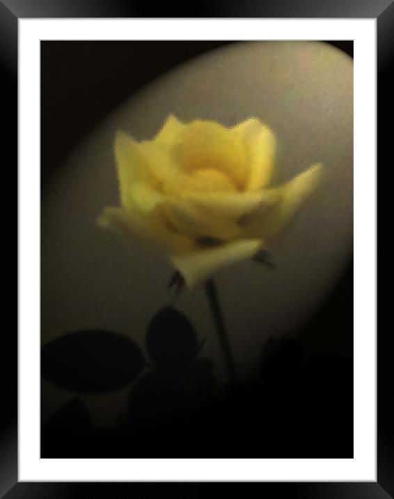 A Rose By Any Other Name Framed Mounted Print by Barbara Schafer