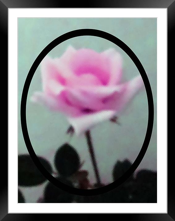 Frosted Pink Rose Framed Mounted Print by Barbara Schafer