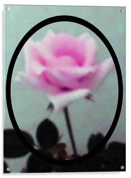 Frosted Pink Rose Acrylic by Barbara Schafer