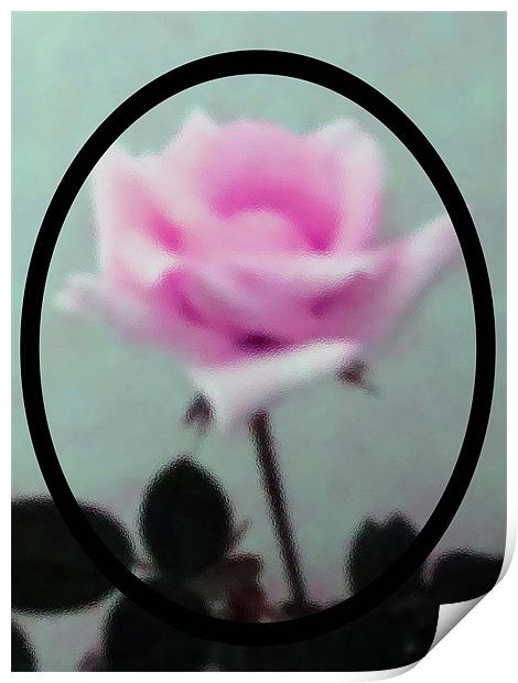 Frosted Pink Rose Print by Barbara Schafer