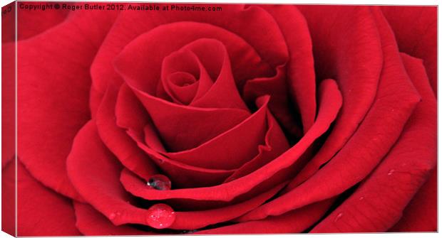 Red Rose Horizontal Canvas Print by Roger Butler
