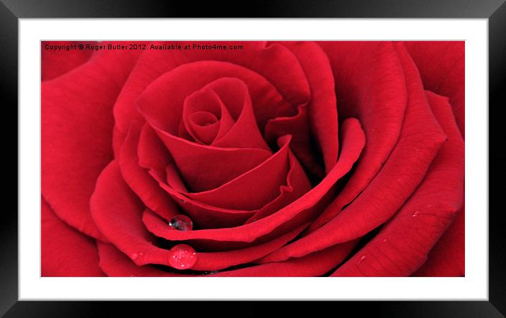 Red Rose Horizontal Framed Mounted Print by Roger Butler