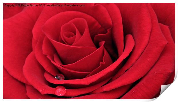 Red Rose Horizontal Print by Roger Butler