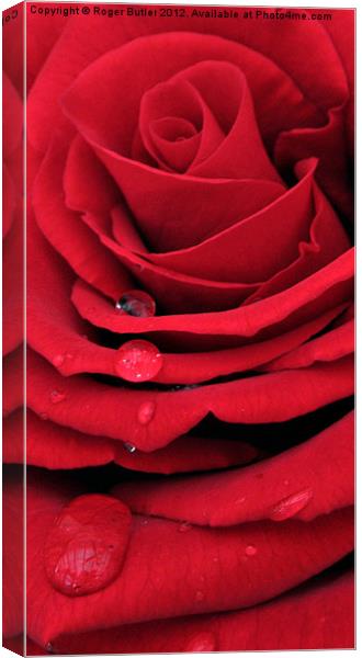 Red Rose Vertical Canvas Print by Roger Butler