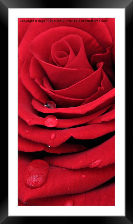 Red Rose Vertical Framed Mounted Print by Roger Butler