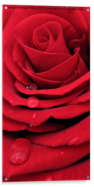 Red Rose Vertical Acrylic by Roger Butler