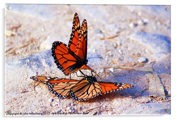 two monarchs making whoopie Acrylic by john kolenberg