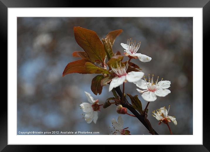 apple blossoms Framed Mounted Print by kirstin price