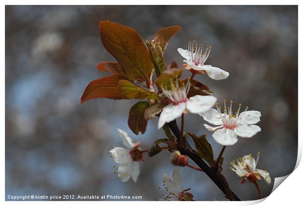 apple blossoms Print by kirstin price