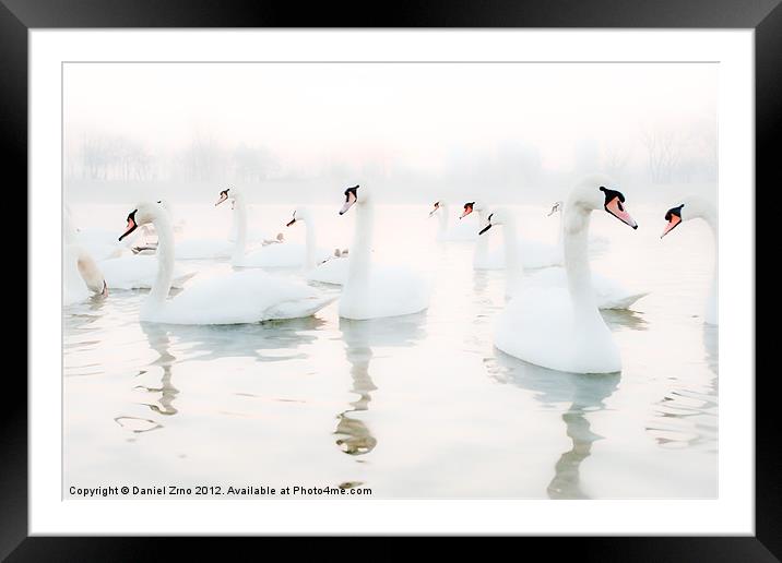 Swan White Framed Mounted Print by Daniel Zrno
