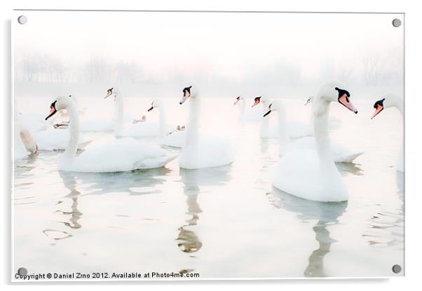 Swan White Acrylic by Daniel Zrno