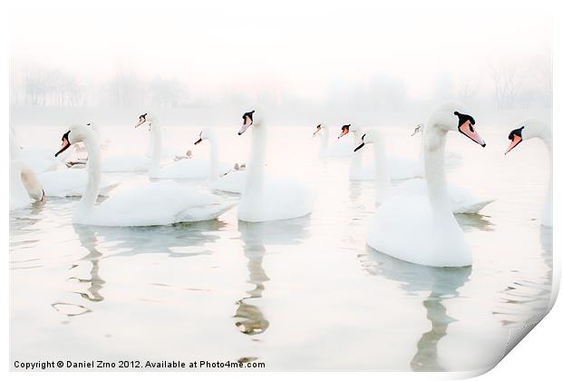 Swan White Print by Daniel Zrno