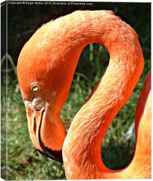 Pretty Flamingo Canvas Print by Roger Butler