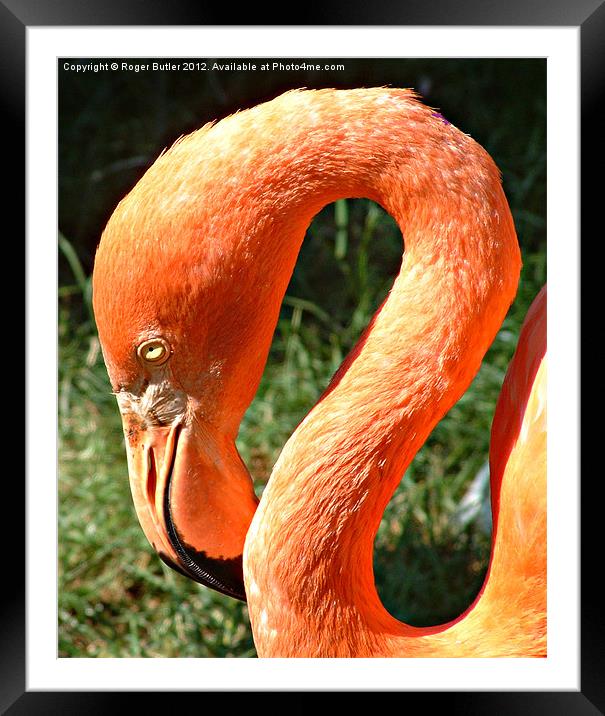 Pretty Flamingo Framed Mounted Print by Roger Butler