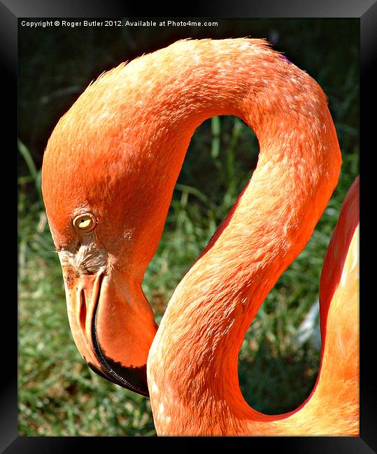 Pretty Flamingo Framed Print by Roger Butler