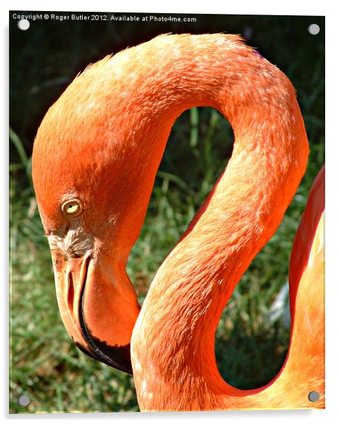 Pretty Flamingo Acrylic by Roger Butler