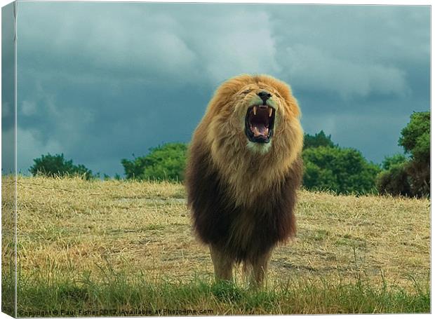 King of the Beasts Canvas Print by Paul Fisher