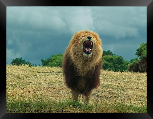 King of the Beasts Framed Print by Paul Fisher