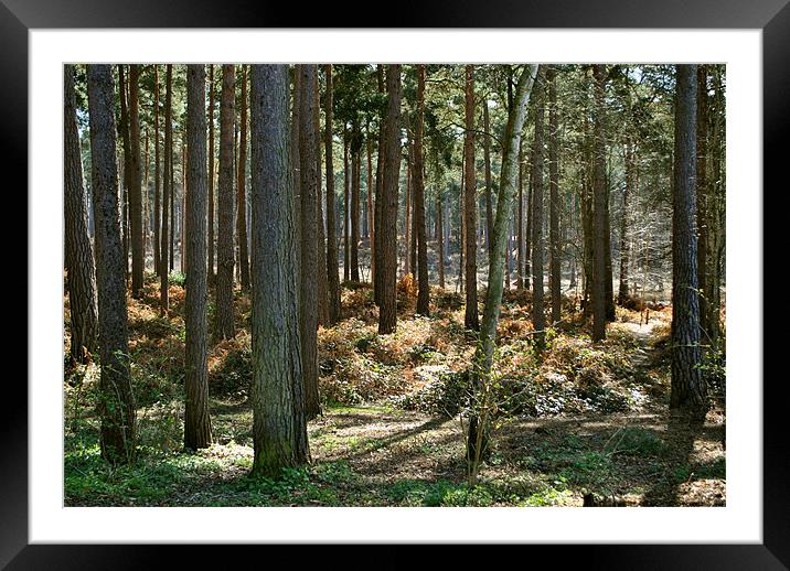 Ockham Common,Surrey Framed Mounted Print by graham young