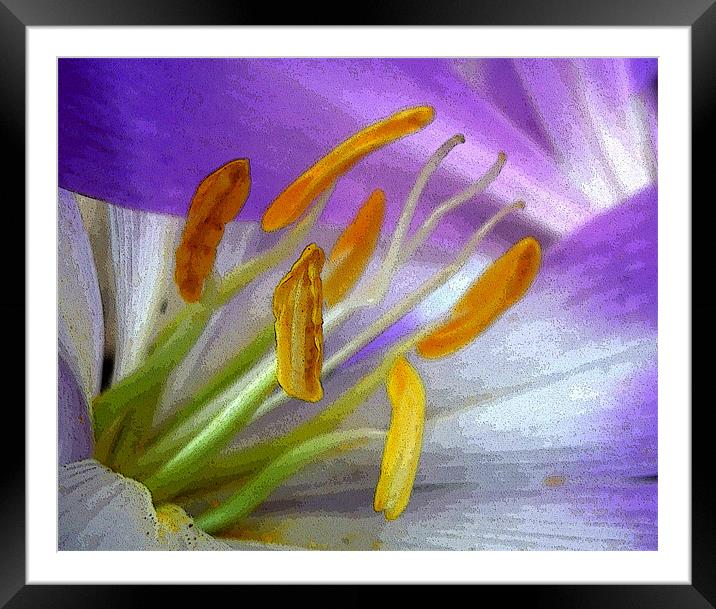painted crocus Framed Mounted Print by Heather Newton
