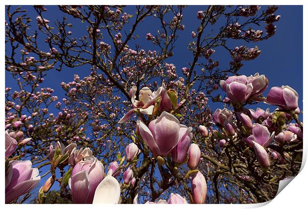 Magnolias in Bloom Print by Dean Messenger