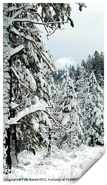 Winter pine trees Print by Patti Barrett