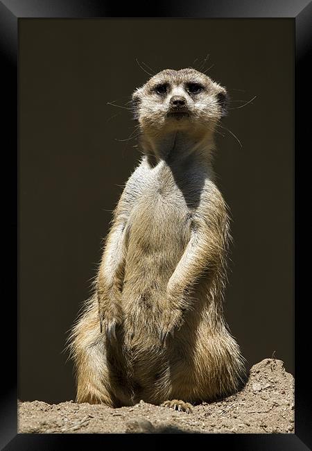 Posing Meerkat Framed Print by Adam Duffield
