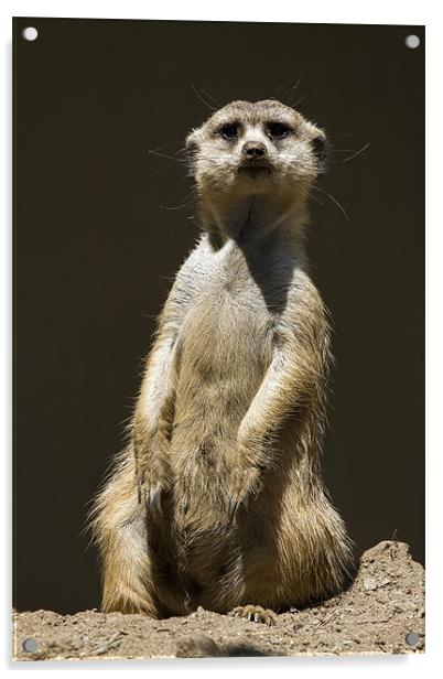 Posing Meerkat Acrylic by Adam Duffield