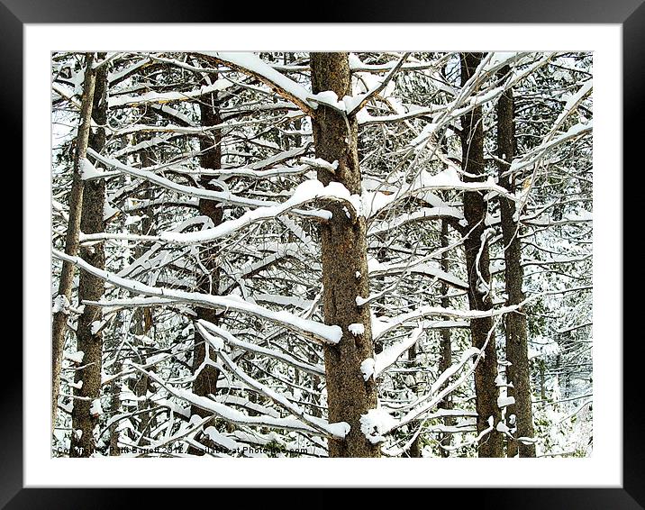 Trees , snowy in Winter Framed Mounted Print by Patti Barrett