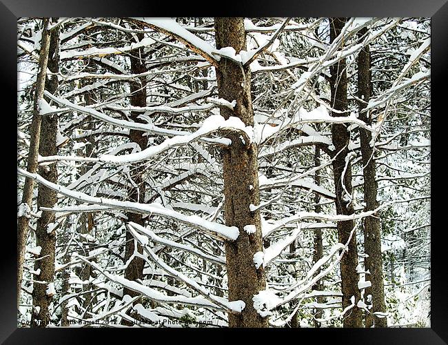 Trees , snowy in Winter Framed Print by Patti Barrett