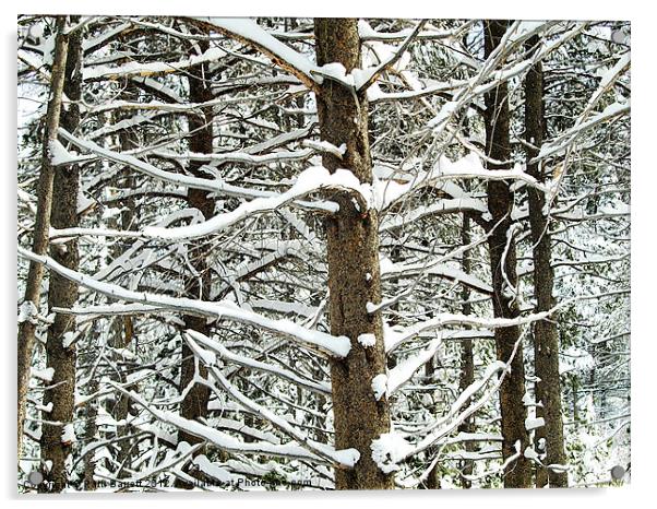 Trees , snowy in Winter Acrylic by Patti Barrett