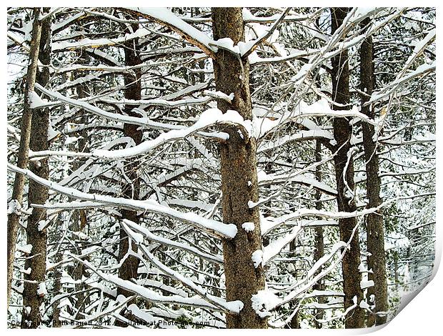 Trees , snowy in Winter Print by Patti Barrett