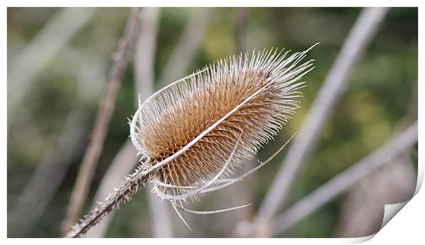 Teasel Print by keith sutton