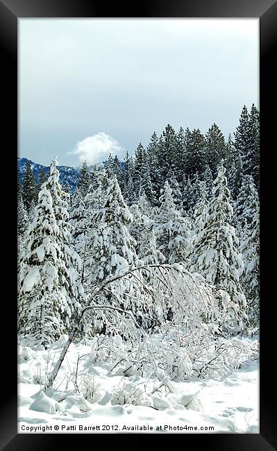 Trees in Winter Tahoe Framed Print by Patti Barrett