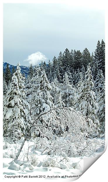 Trees in Winter Tahoe Print by Patti Barrett