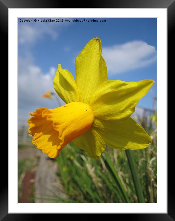 Daffodil Framed Mounted Print by Nicola Clark