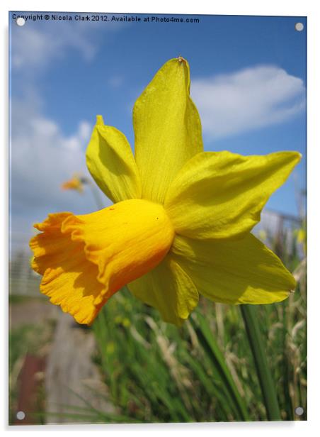 Daffodil Acrylic by Nicola Clark