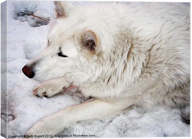 White Wolf Canvas Print by Patti Barrett
